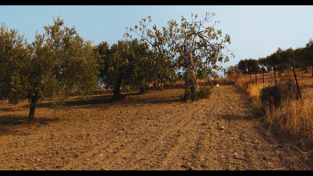 1 - olive trees