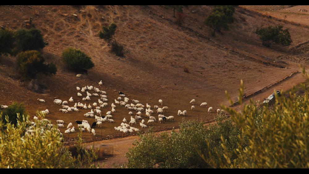 6 - sheeps in sardinia