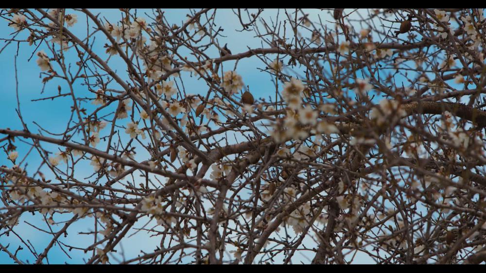 7 - almond tree flowers close up