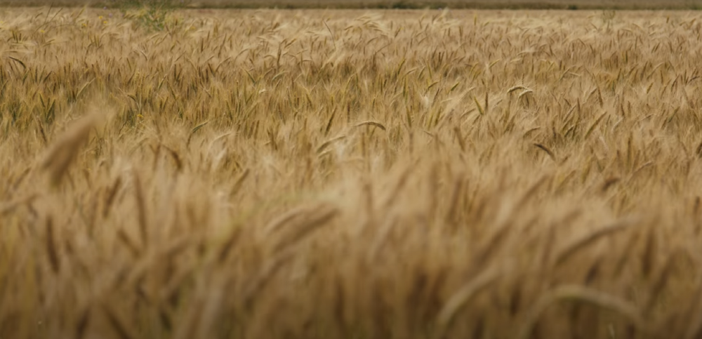 1 - wheat field