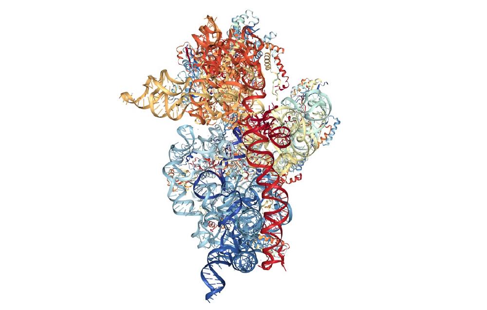 2 - Ribosome structure