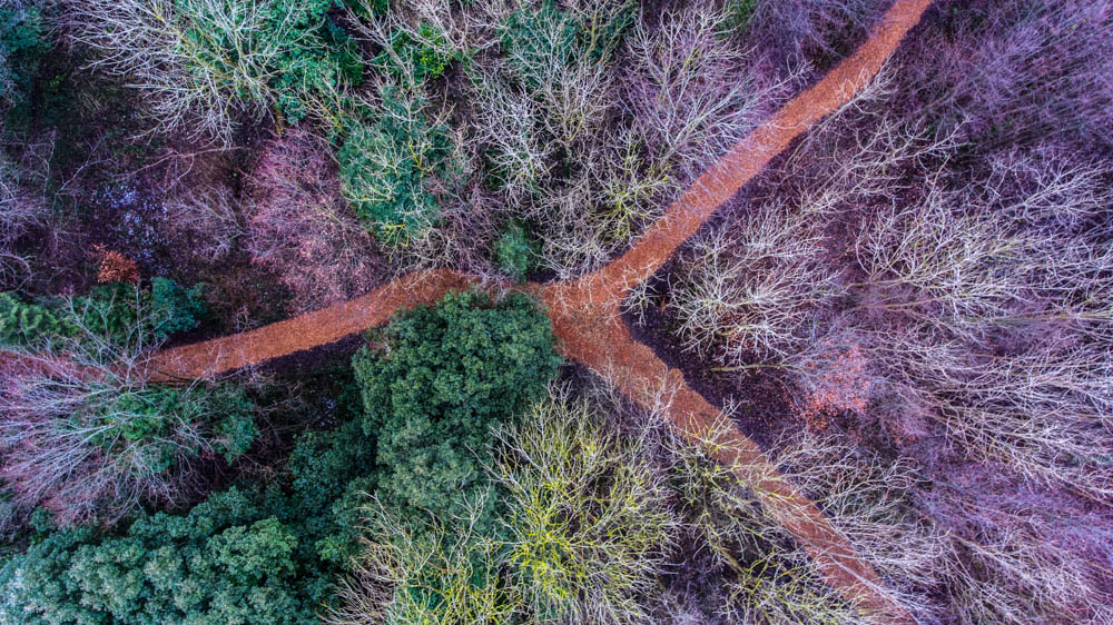 Drone shot top down in a forest