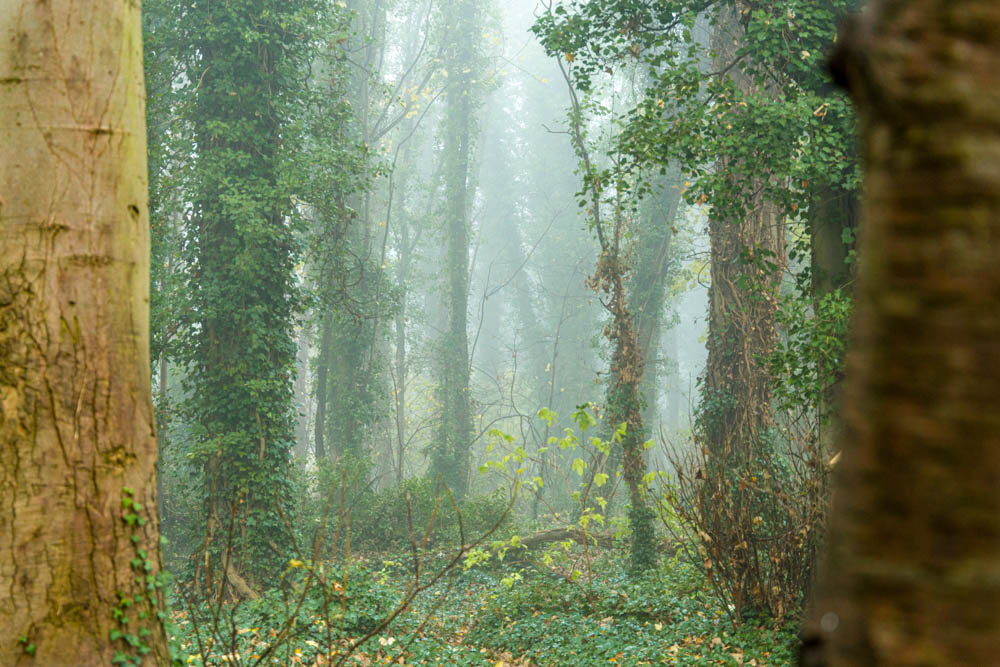 Foggy forest (Trumpington, Cambridge)
